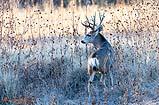 Mule Deer Bosque New Mexico 2020